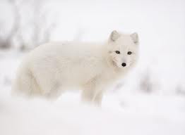 Arctic Fox winter.jpg