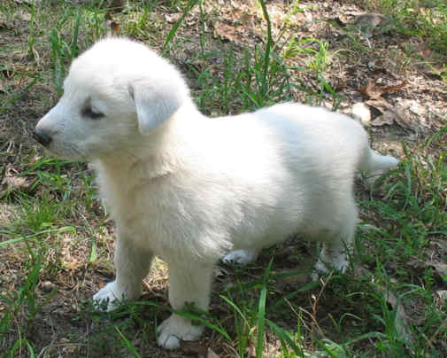White german shepherd - 5 weeks old.jpg