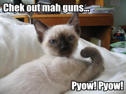 lol-cats_gheck-out-my-guns.jpg