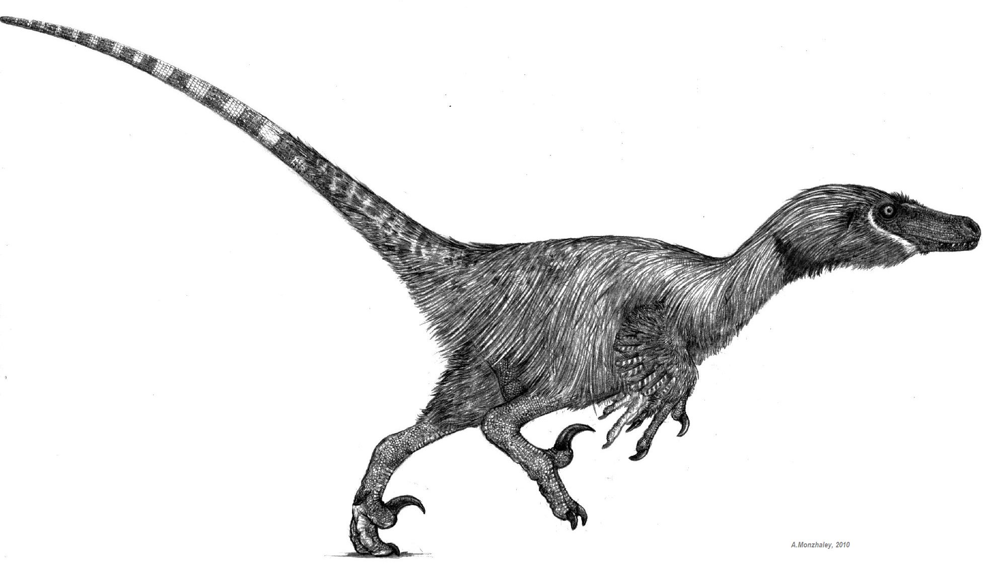 velociraptor_by_monopteryx-d35em0a.jpg