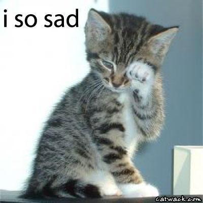 DNF-sad-cat.jpg