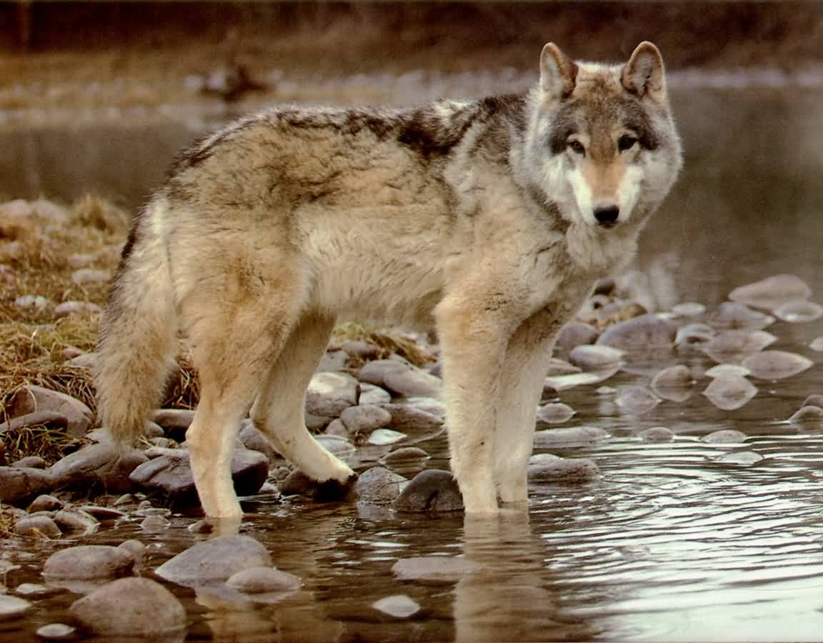wolfriver-(1152x900).jpg