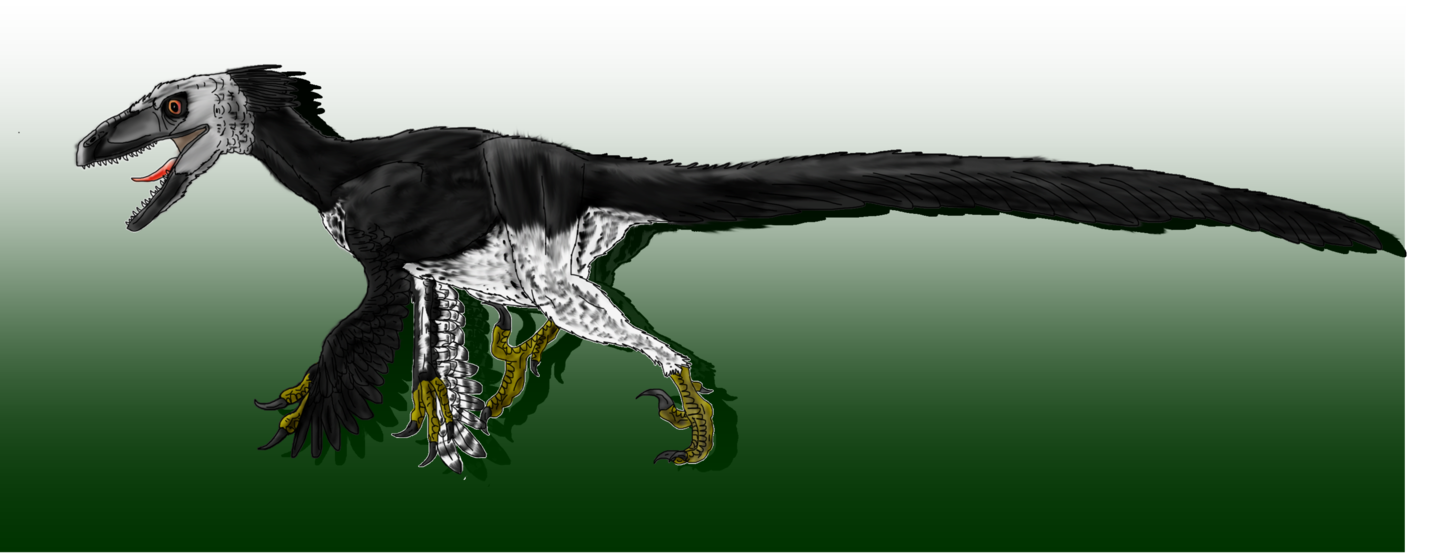 utahraptor_ostrommaysorum_by_sketchy_raptor-d47vgsb.png