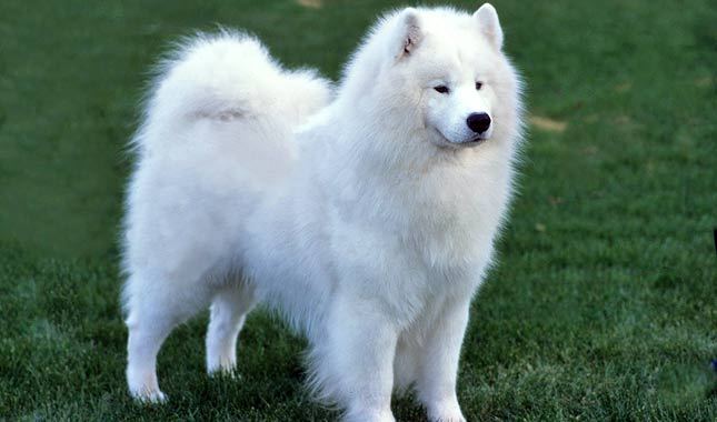 Samoyed-2-645mk062811.jpg