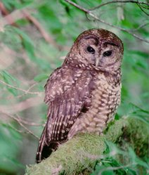 249px-Spotted_owl.jpg