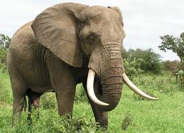 Elephante1.jpg