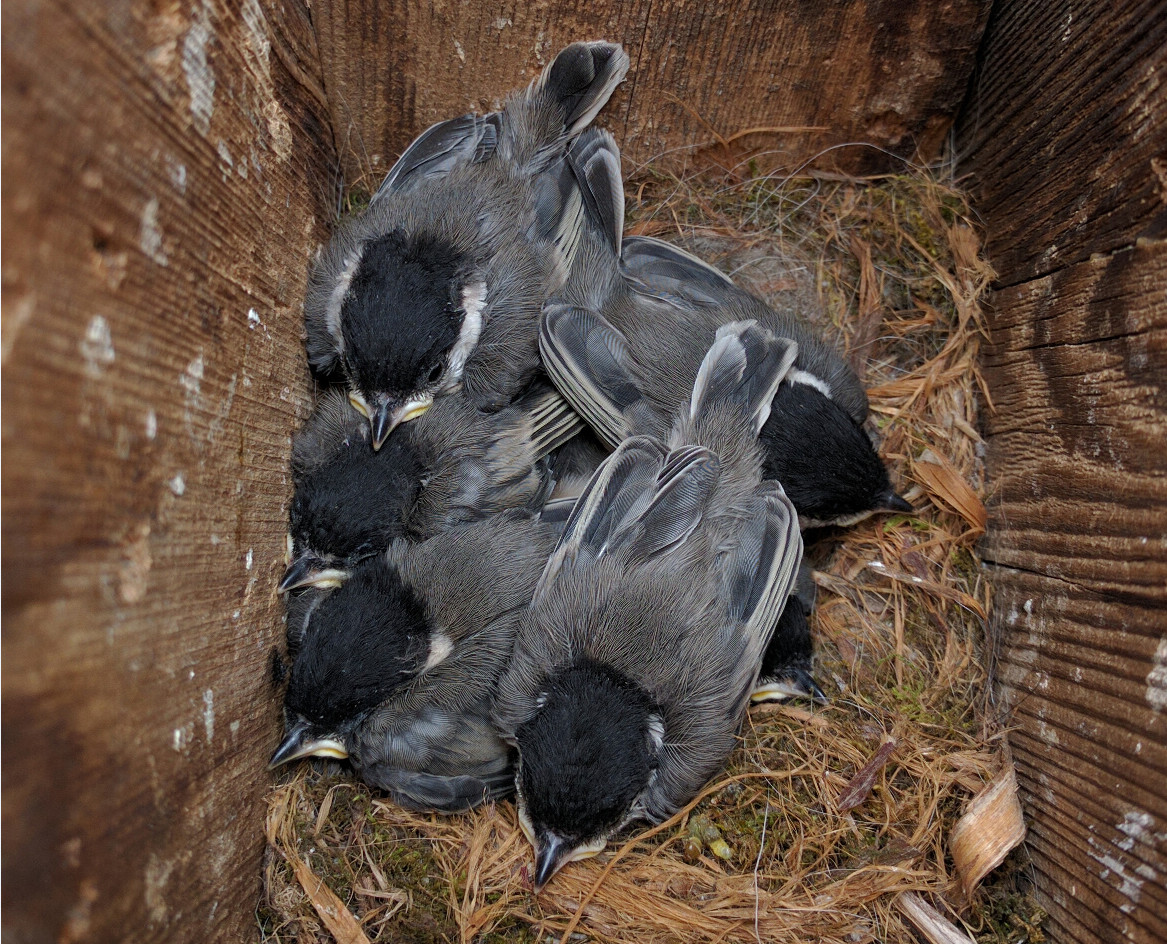 chickadees-2016.jpg