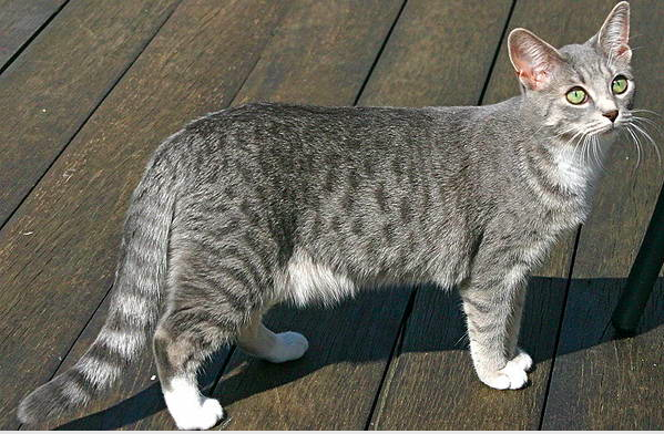 Spotted Tabby Cat.png